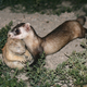 Illustration for article titled Otters Oddities